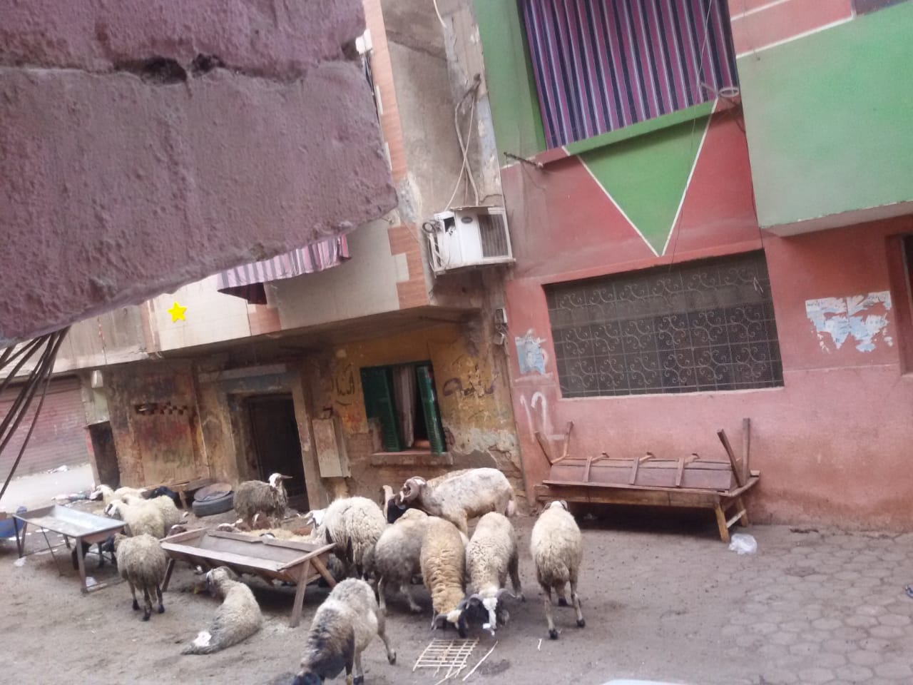 شكوى من حظيرة مواشى داخل الكتلة السكنية