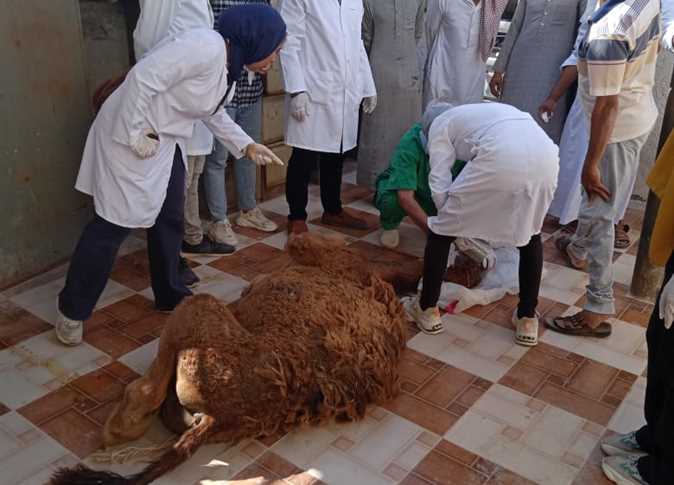 قافلة طبية من كلية الطب البيطري لمربي الأغنام في مطروح