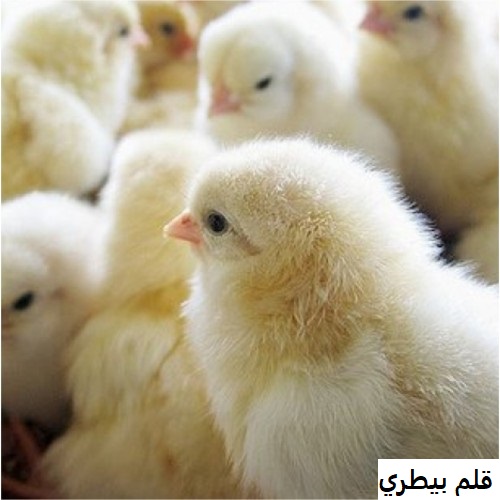 جنى الأرباح يبدا من كتكوت قوى