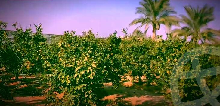 مزرعة 21 فدان