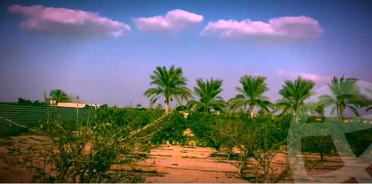 مزرعة 21 فدان