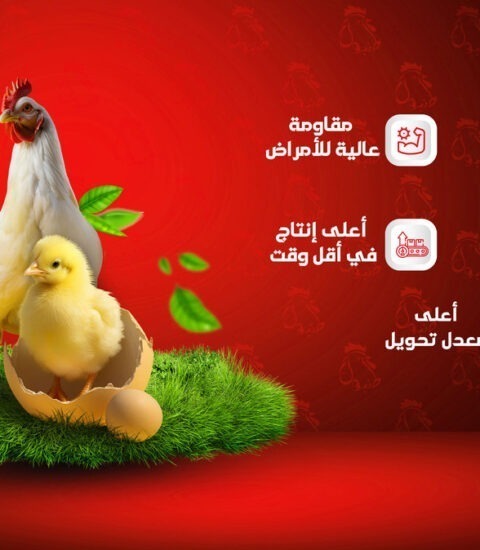 طنبول للدواجن