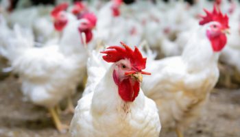 أسعار الدواجن البيضاء والبلدي