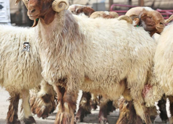 خرفان