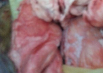 بيطري البحر الاحمر ضبط 97 كيلو لحوم غير صالحه للاستهلاك الادمي