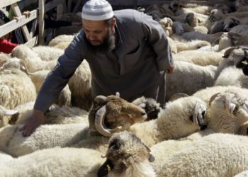 “تجار المواشي يشكون ارتفاع أسعار لحوم الأضاحي في المنيا”