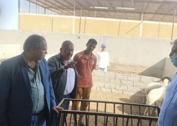 الزراعة: تعاون بين”بحوث الصحراء و”اكساد” لتطوير مشروعات التحسين الوراثي للأغنام في جنوب سيناء