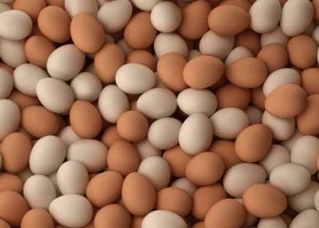 أسعار بيض المائدة