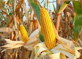 مطالب برلمانية بالتوسع في زراعة الذرة الصفراء
