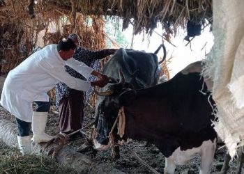علاج وتحصين 1000رأس ماشية في البحيرة