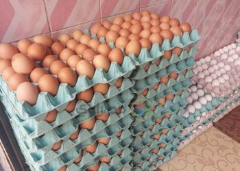 أسعار البيض اليوم