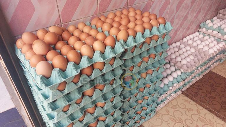 أسعار البيض اليوم