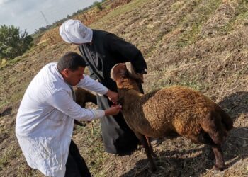 علاج وتحين 650 رأس ماشية بالبحيرة