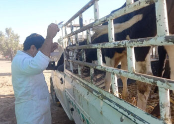 لجان بيطرية للمرور على أسواق الماشية لمتابعة الوضع الوبائي بالأقصر