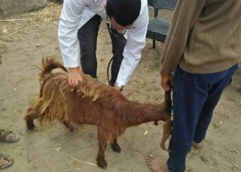 تنفيذ 3 قوافل بيطرية مجانية في الغربية و فحص 6381 طائرا وحيوانا