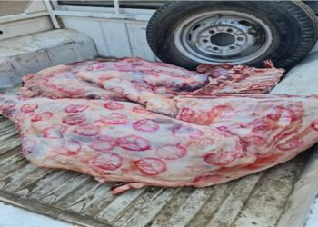 ضبط 120 كيلو لحوم بلدية مذبوحة خارج المجازر بالمنوفية