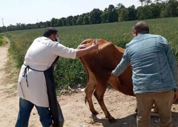قوافل بيطرية لتحصين وعلاج رؤوس الماشية بالإسماعيلية