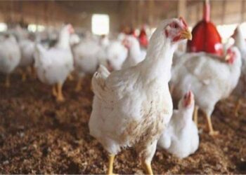 ثروت الزيني لـ"قلم بيطري": خطوة استيراد الدواجن المجمدة حل مؤقت