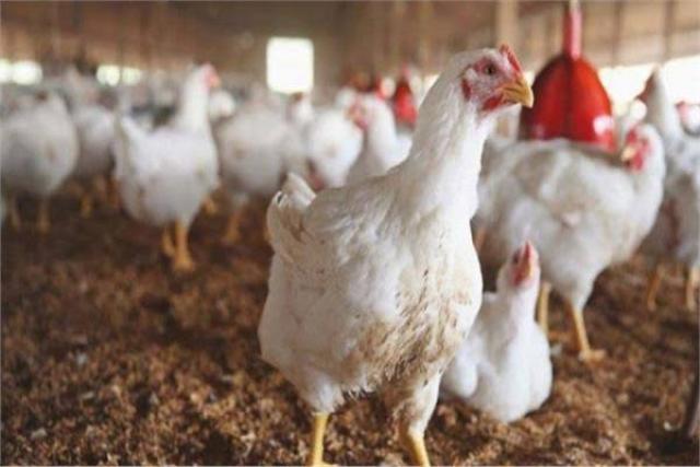 ثروت الزيني لـ"قلم بيطري": خطوة استيراد الدواجن المجمدة حل مؤقت