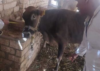 3 مارس.. إنطلاق الحملة القومية لتحصين الماشية ضد الحمى القلاعية في الوادي الجديد