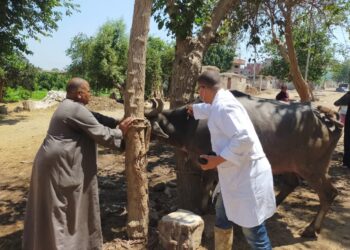 علاج وتحصين 500 رأس ماشية في مركز بدر