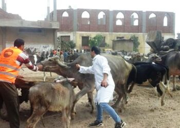 قافلة طبية بيطرية مجانية بمدينة الحسنة وسط سيناء