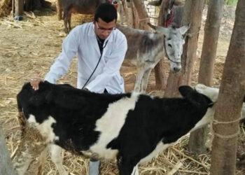 علاج 379 حيوانا و3040 طائر ضمن قافلة بيطرية بالغربية