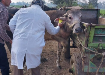 كلية الطب البيطري بسوهاج تطلق قافلة بيطرية لقرية الحواويش