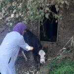 بيطري البحيرة: تحصين 1300 رأس ماشية في مركزي كفر الدوار وشبراخيت