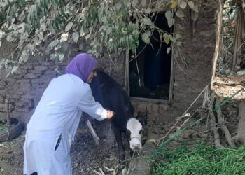 بيطري البحيرة: تحصين 1300 رأس ماشية في مركزي كفر الدوار وشبراخيت