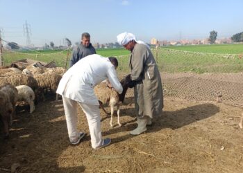علاج وتحصين 600 رأس ماشية بمركز شبراخيت في البحيرة