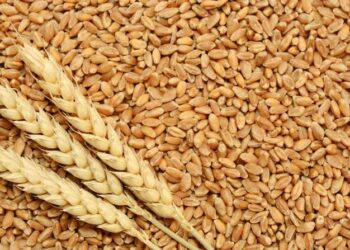 روسيا تسيطر على سوق القمح المصري