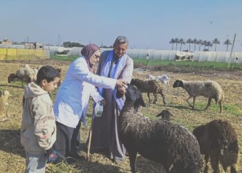 علاج وتحصين 600 رأس ماشية في كفر الدوار بالبحيرة