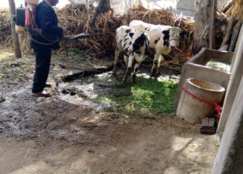 علاج وتحصين 450 رأس ماشية في مركز إدكو بالبحيرة