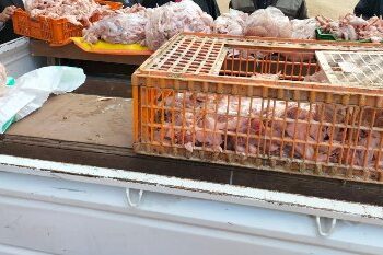 حملات تفتيشية ورقابية مفاجئة على محال بيع الطيور بمنيا القمح فى الشرقية