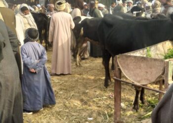 «بيطري الأقصر» يُشكل لجنة لفحص وتحصين الماشية بسوق أرمنت