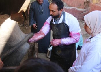 «طب بيطري ببنها» تطلق قافلة بيطرية مجانية لقرية صنافير