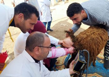 بيطري الغربية: تحصين 159 ألف رأس ماشية ضد الجلد العقدي والجدري