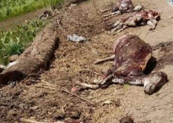 للحصول على جلودها.. «بيطري الشرقية» يكشف ملابسات العثور على 6 حمير مذبوحة