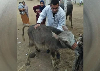 جامعة الزقازيق تنظم قافلة بيطرية لقرية كفر أبو الديب