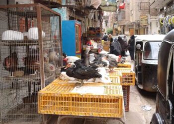 القاهرة.. حملة بيطرية على محال الجزارة والطيور في حي المطرية