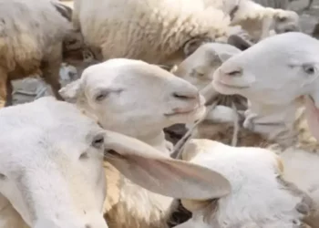 «بيطري الأقصر» يُشكل لجنة للمرور على أسواق الماشية لمعرفة الوضع الوبائي