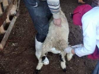 بيطري الشرقية يُحصن "٨٦ ألف و ٢٩٠" رأس أبقار