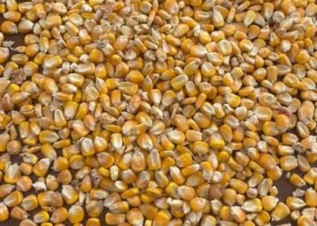 بورصة شيكاغو للحبوب .. أسعار الذرة تقترب من الهدف الأول.. اليوم الثلاثاء 14-02-