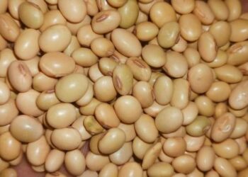 أسعار فول الصويا تتعافى اليوم 2 مارس 2023