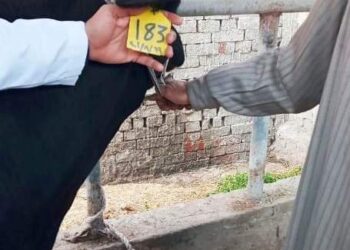 متابعة طبية.. بيطرية الشرقية.. للعجلات العشار المستوردة بمركز الحسينية