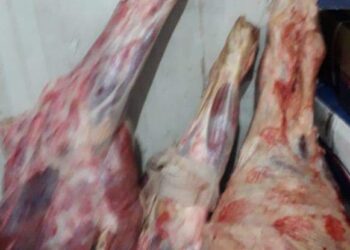 قنا.. مديرية الطب البيطري تضبط 129كجم لحوم مذبوحة خارج المجازر الحكومية