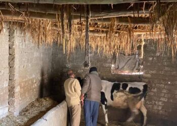 بيطري المنوفية متابعة.. التحصين ضد الجلد العقدي وجدري الأغنام