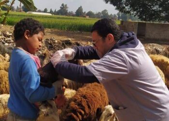 المنوفية إدارة تلا البيطرية.. متابعة لجان تجريع الأغنام