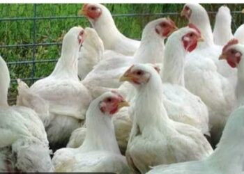 مسوق دواجن يكشف ل قلم بيطري عن سعر الدواجن اليوم